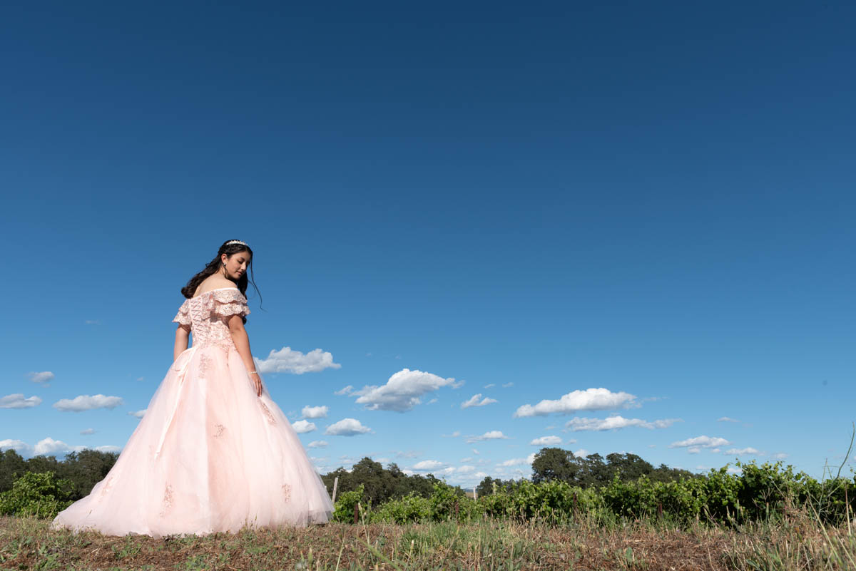 Bella looking over the beautiful property at Rancho Roble Vineyards in Lincoln, CA