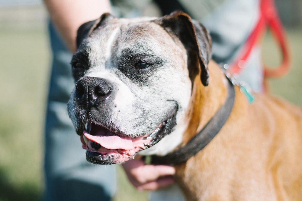 Cash enjoys the sunshine and some love from his owner in Suisun City CA